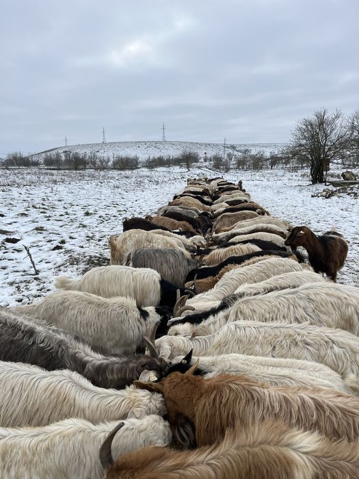 Vand capre bune de lapte