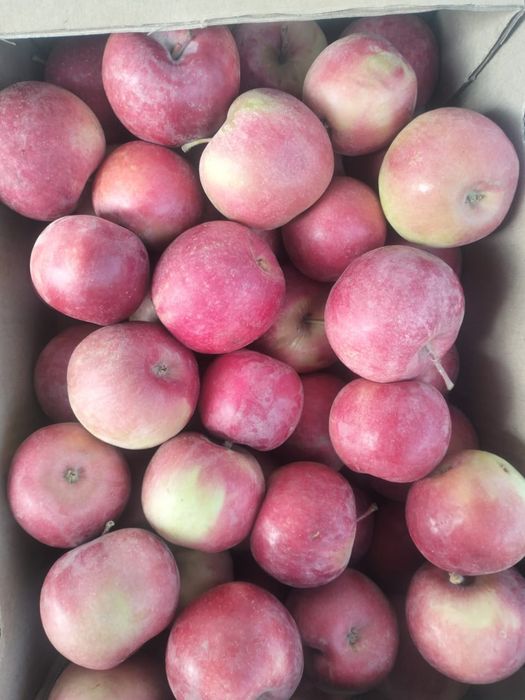 Яблоко свежее 1 сорт, урожай 2025г