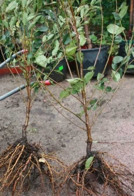 Вишня для озеленения