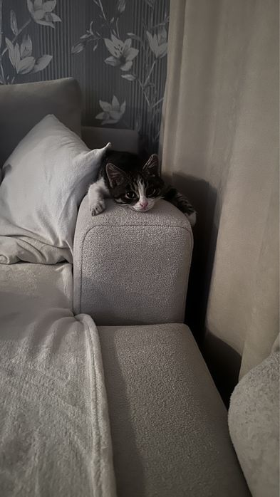 Отдам котенка мальчик