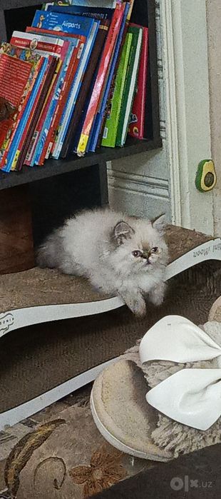 Продается котёнок персидской породы