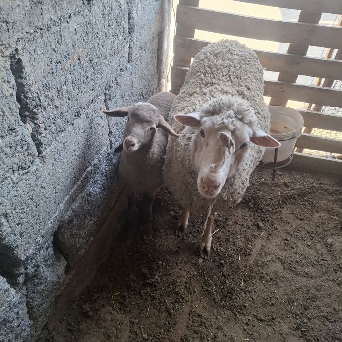 Продам матку с ягненком