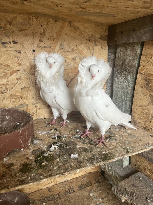 Porumbei de ornament