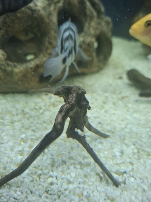 Коряги для аквариума