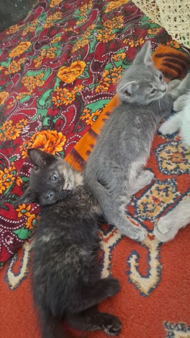 Бесплатно отдам котят