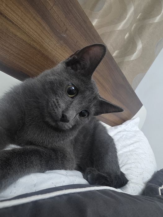 Отдам бесплатно котёнка
