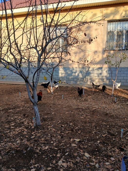 Срочно Продаются куры