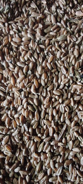 Ячмень, пшеница дробленные 95тг..