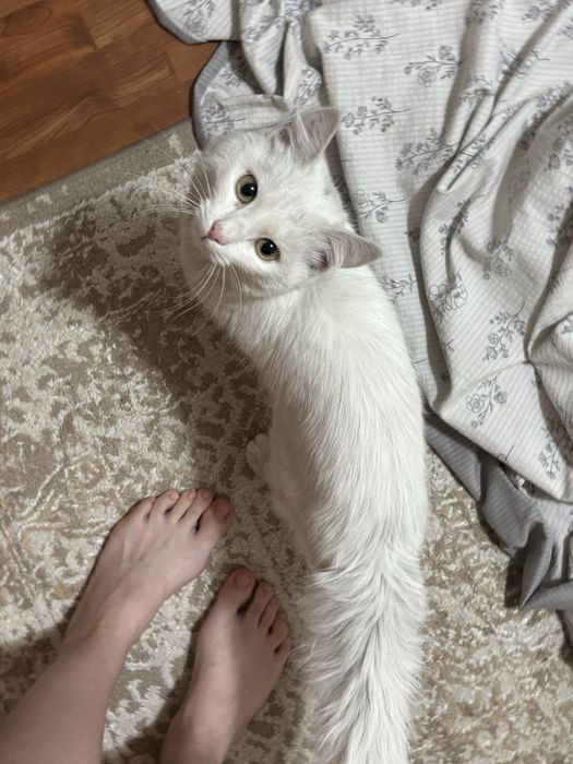 Отдадим кота , около года молодой
