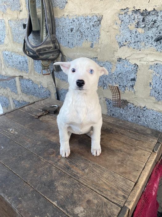 Щенки 3 мес. Девочки , мальчики