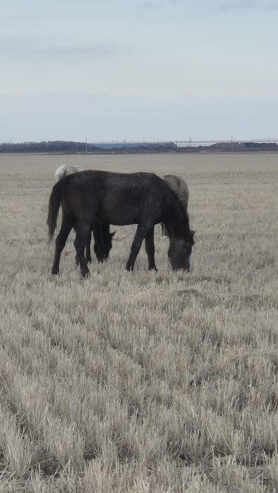 Продам кобыл. Байтал.
