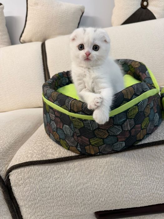 Продается котенок Шотландиялық