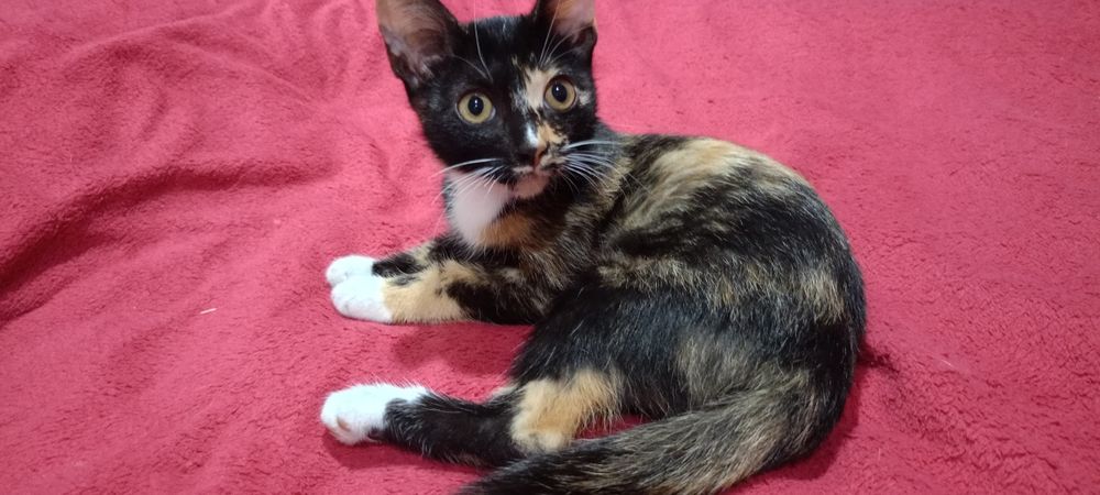 Котенок в добрые руки