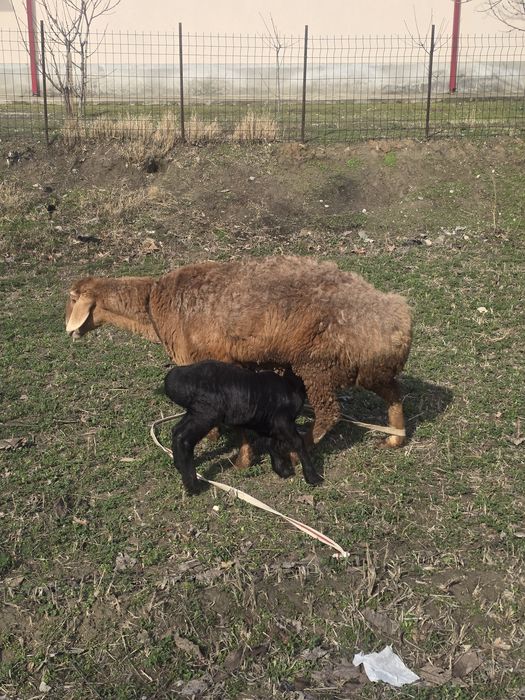 Ona bola q'o'y sotiladi