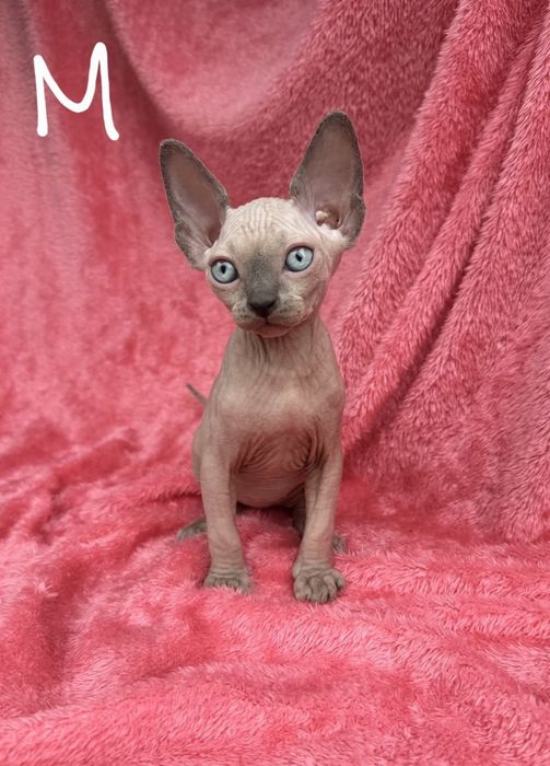 Котята канадского сфинкса