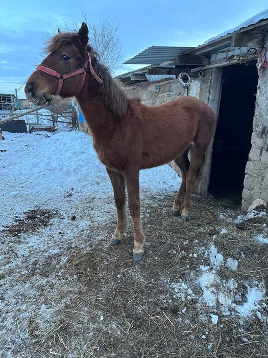 Продается байтал