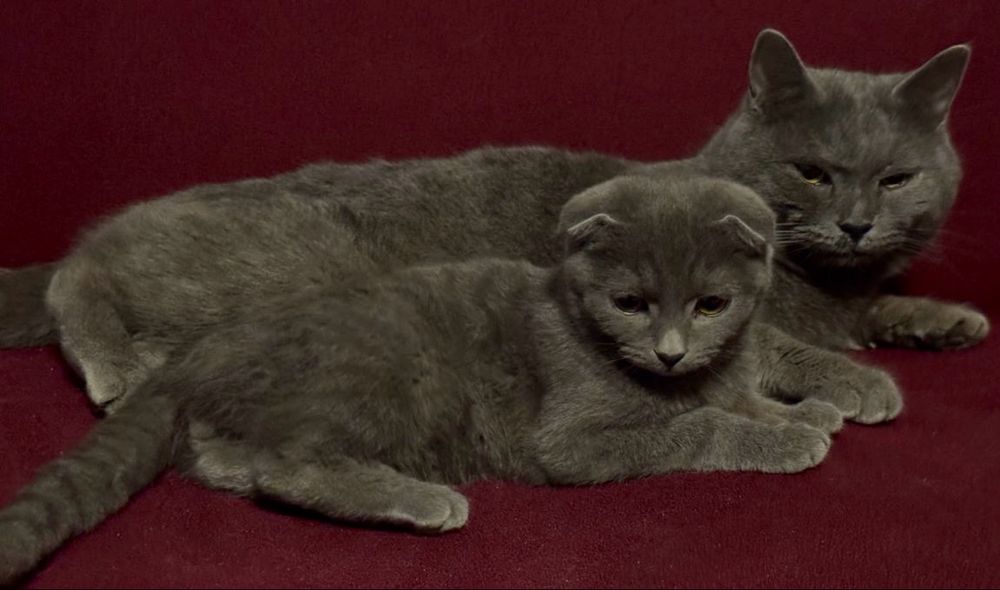 Скоттиш фолд мушуклари