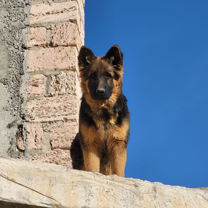 Щенки Немецкой Овчарки