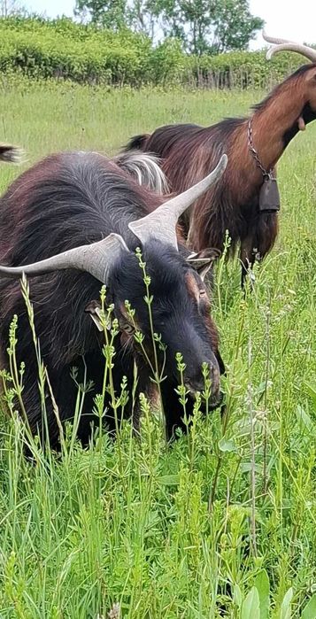 Capre și iezi - de vânzare