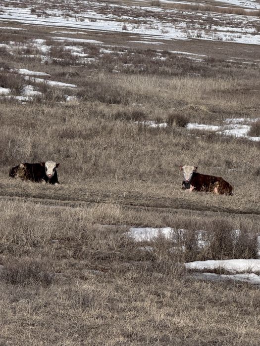 10 бас бұқа сатылады
