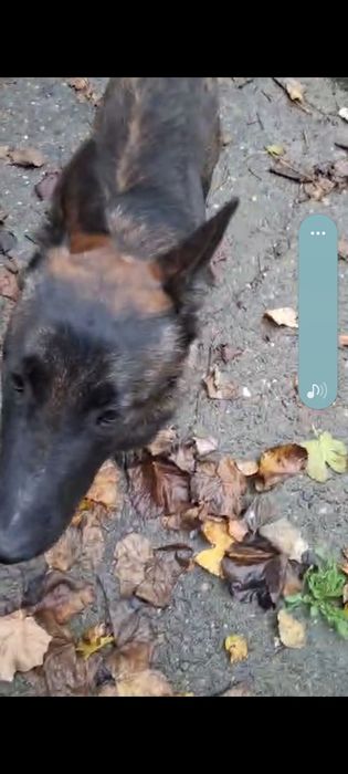 Donez câine ciobănesc belgian circa un an si jumătate