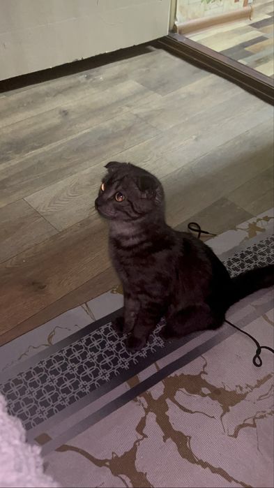 кот на вязку, ищет подружку