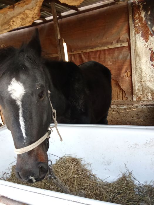 Продаю кабылу жыный