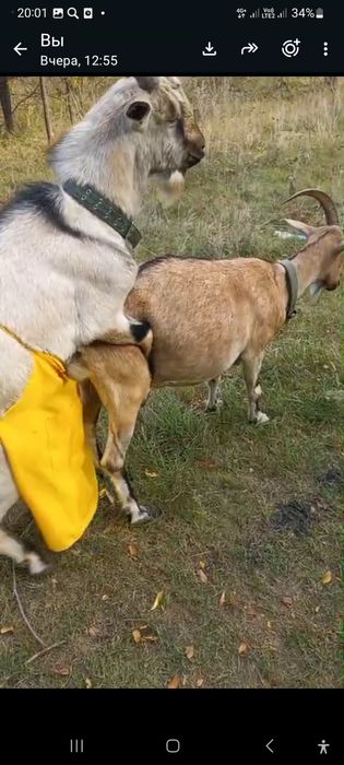 Козёл альпийский чистокровный
