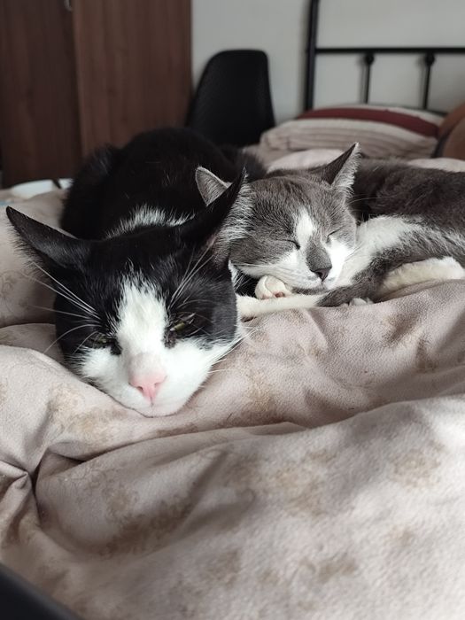 Adopție pereche pisici