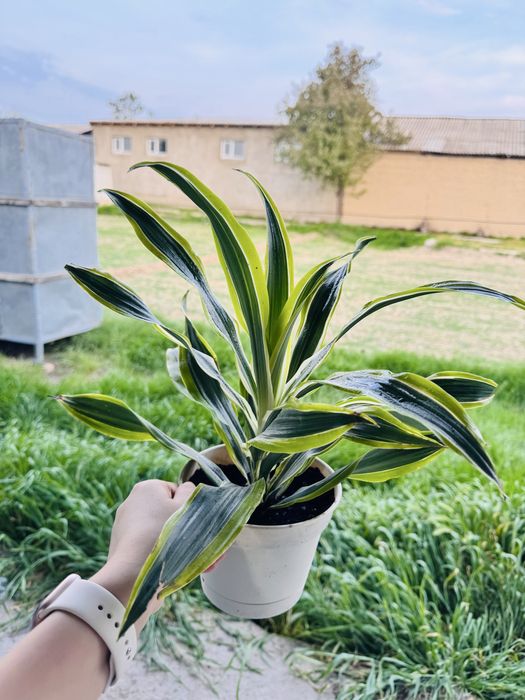 Комнатные цветы болме гулдери