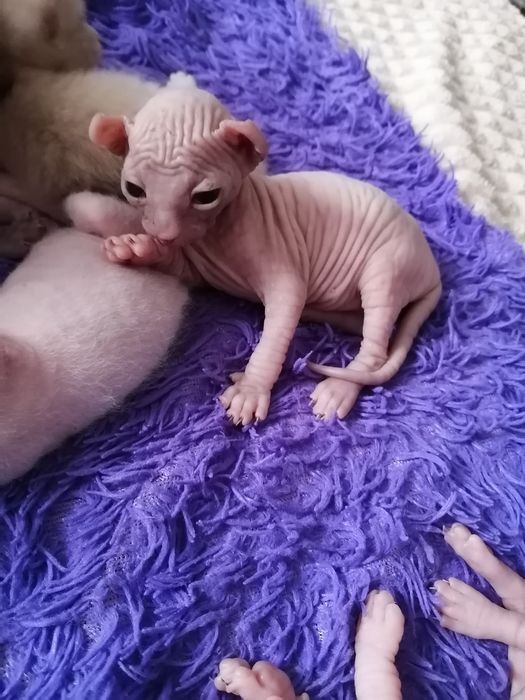 Бронь Котята сфинксы-эльфы