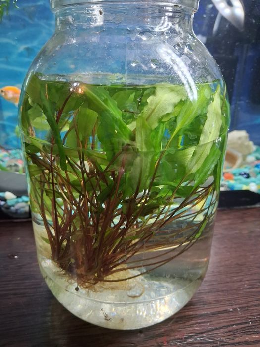 Водоросли в аквариум