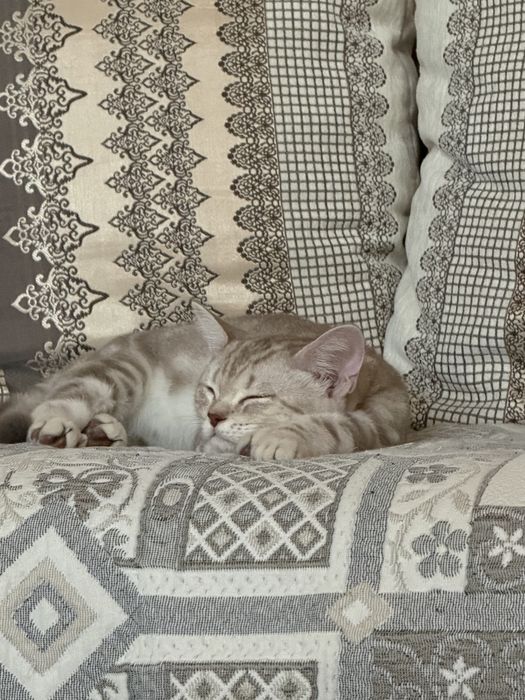продаю котенка в хорошие руки