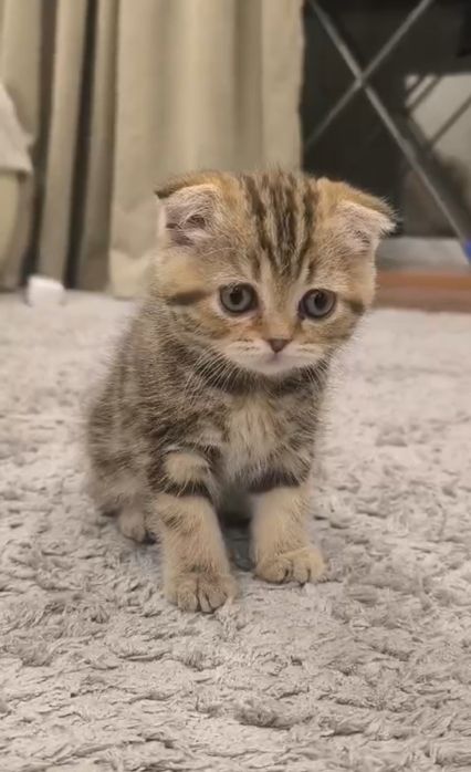 Продам кошечку шотландскую