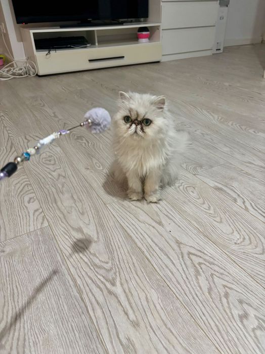 Vând pisică persana chinchilla