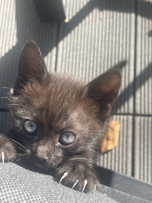 Pisicuta pt adoptie