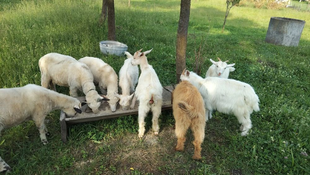 Vand iezi buni de tăiat sau ținut