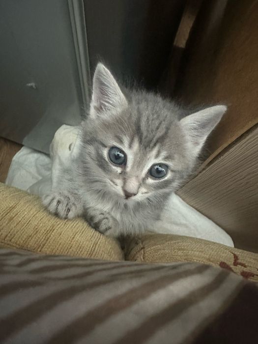 Отдам кошку(шотландская)