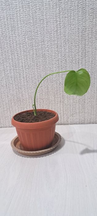 Продам манстеру .
