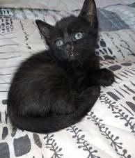 Котята в хорошие руки