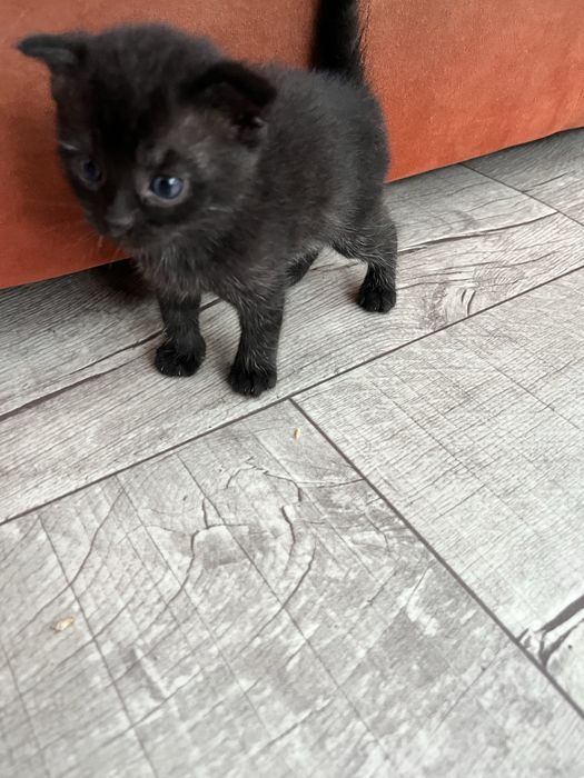 Британские котята