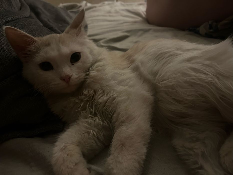 Кот 5 месяцев в добрые руки