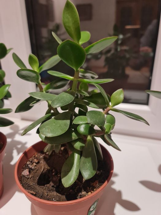 Денеж.дерево очень красивые комнатные цветы.