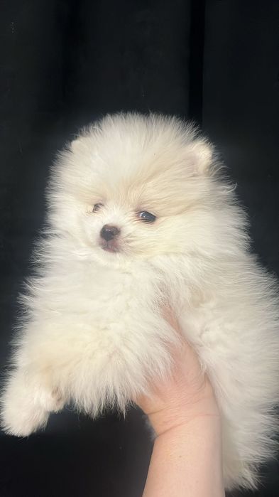 Кремовые шпицы продам