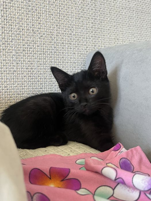 срочно котенок бесплатно