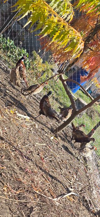 Fazani argintii si comuni