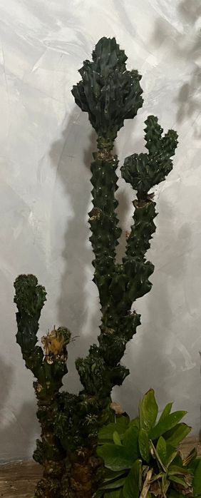 Комнатные цветы ..