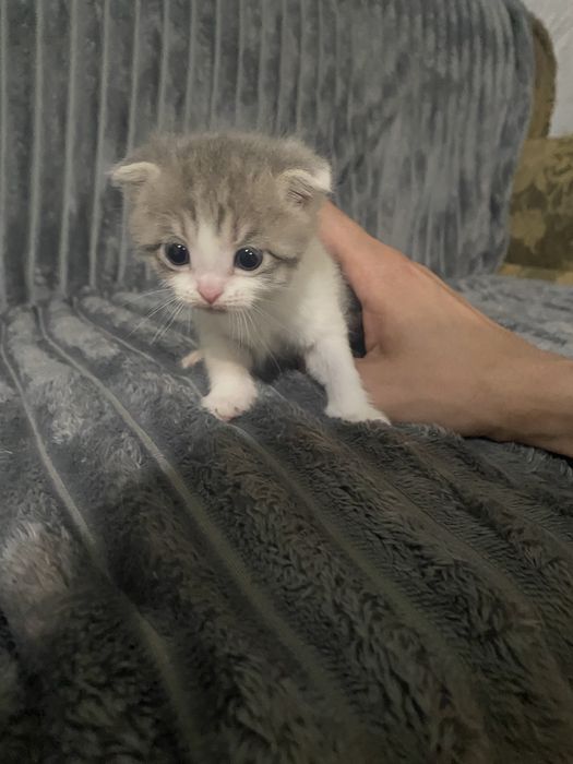 Британцы смешаные вислоухие