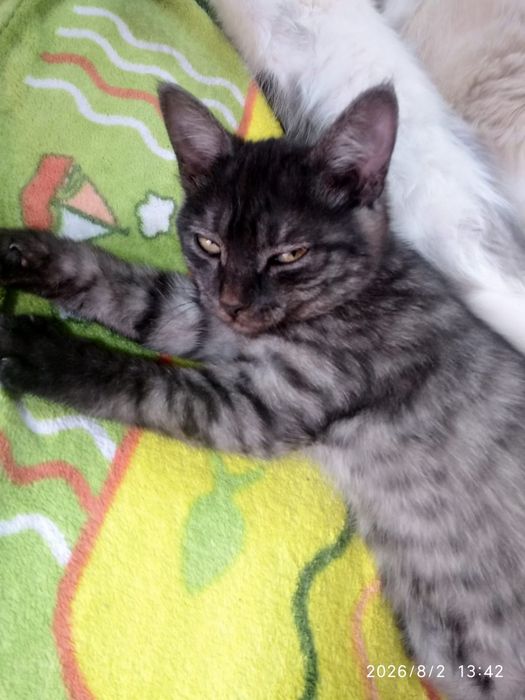 Отдам в добрые руки котят,2 кошки.
