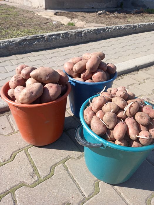 Продам картофель домашний,едовой и семеной